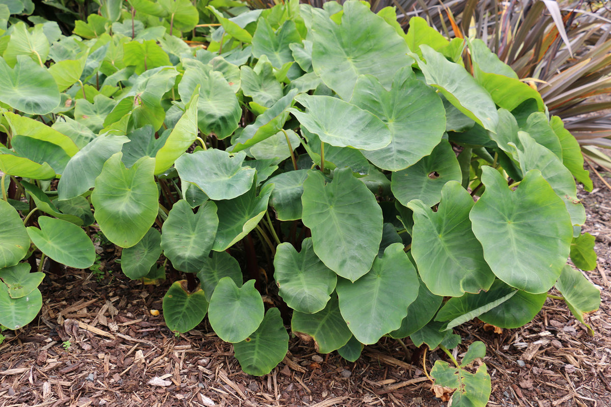 Colocasia esculenta (1)